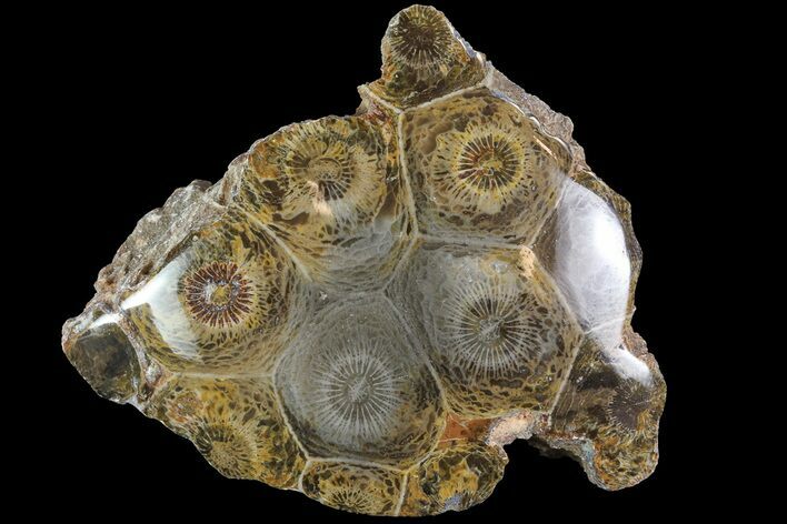 Polished Fossil Coral (Actinocyathus) - Morocco #84960